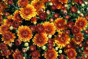 Chrysanthemum blooms budding and fully open. Blooms are deep orange at their centers and yellow-orange around the edges.