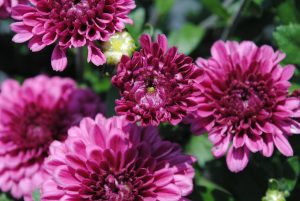 Purple chrysanthemum blooms.