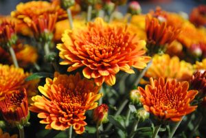 A chrysanthemum bloom in bright orange with yellow tips.