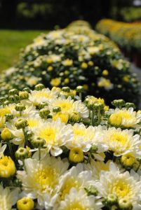 A row of cream-colored chrysanthemums in bloom.