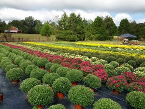 A view of many chrysanthemum rows in a variety of colors and in varying degrees of bloom.